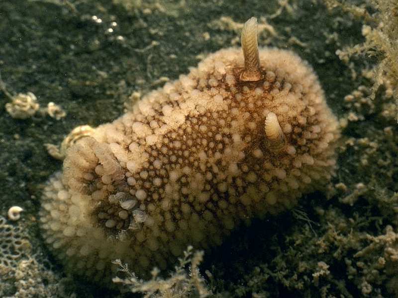 Onchidoris bilamellata